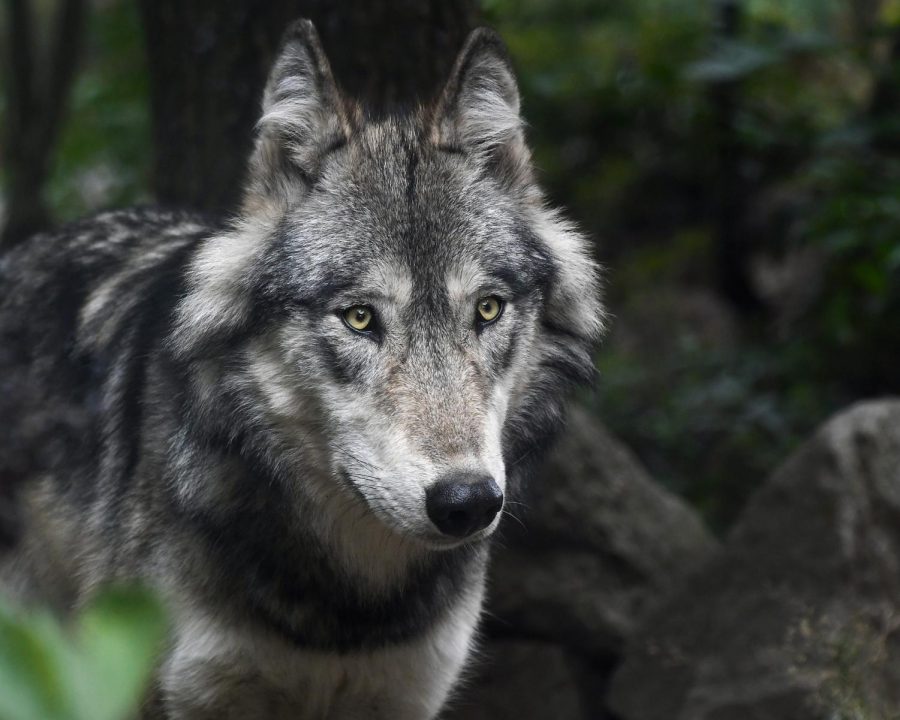 Depending on how this years ballot goes the Gray Wolves may be reinstated into Colorado. 