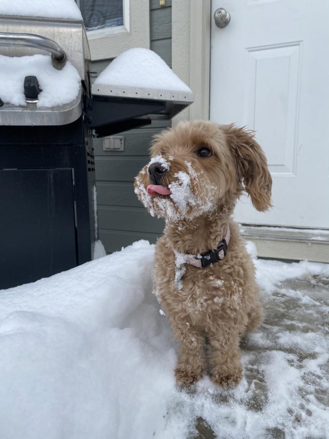 Mia The Mini Golden Doodle 