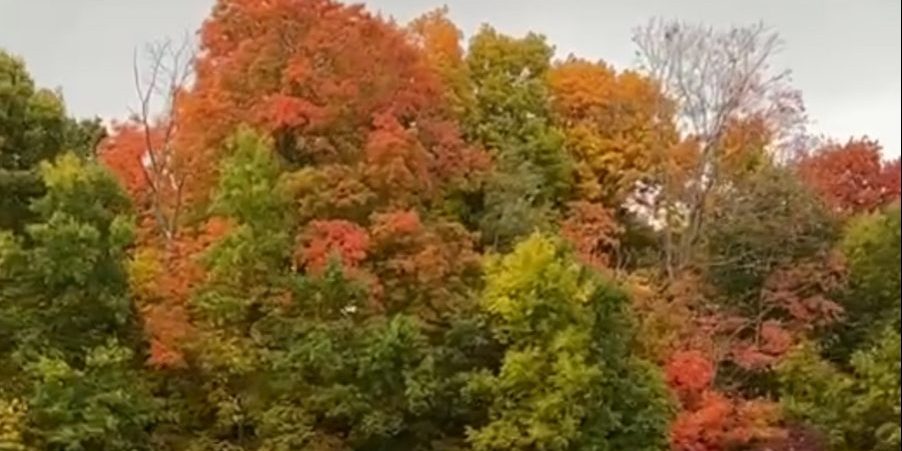 Colorado has some of the best places to visit during fall time. The fall foliage in Colorado gives away to amazing sights.