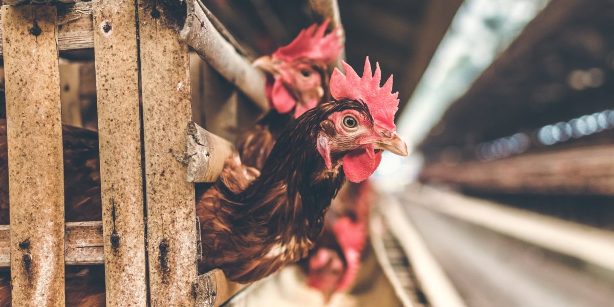 Two chickens poke their heads out of a crate. Bird flu is quickly spreading throughout farms in the US, killing hundres of thousands of chickens and causing egg prises to soar. (Artem Beliakin/Flickr)