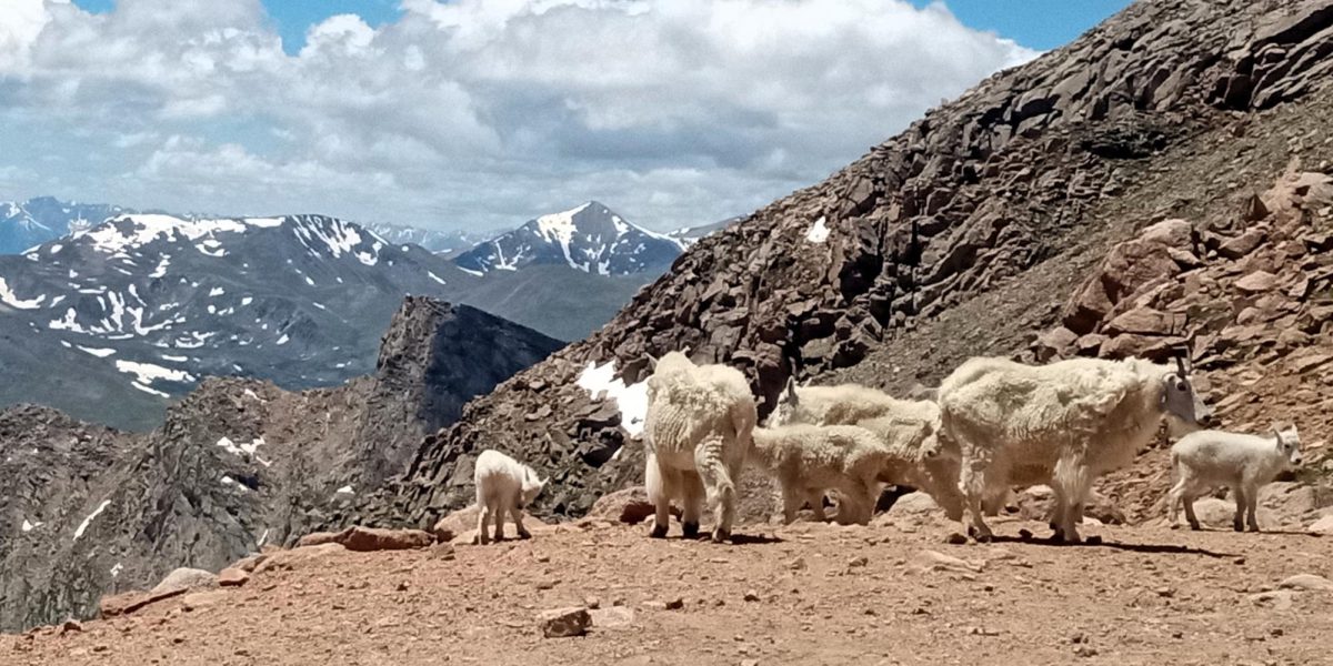 A flock of bighorn sheep gathers near the summit of Mt. Blue Sky, the highest peak in Colorado. Mt. Blue Sky shed its former name Mt. Evans in 2023 in an effort to uplift Colorado's indiginous population (who originally called the peak Blue Sky) and not their oppressor (Evans helped execute the 1864 Sand Creek Massacre). With the new presidential administration changing geographic names to "restore American greatness," dozens of Coloradans took to social media to express their concern that Mt. Blue Sky might revert back to Mt. Evans.