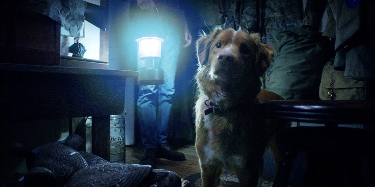 Indy (playing himself) stares at a suspicious noise in Ben Leonberg's Good Boy. This horror movie is told from the perspective of the Nova Scotian duck retriever,