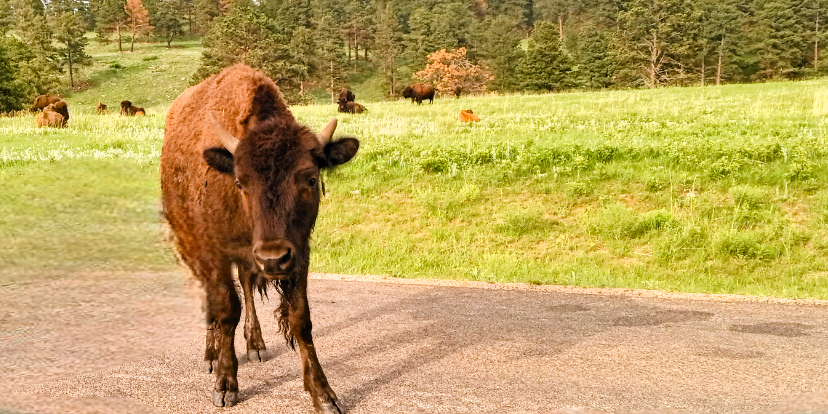 A juvenile wild bison separates from the herd and approaches the road at Custer State Park in South Dakota. Colorado has recently joined North and South Dakota, Wyoming, and Utah as a state with a growing population of wild bison, and one of the new state laws that goes into effect on January 1, 2026 allows for wild bison to be classified as big game, which means they may be hunted with a permit from Colorado Parks and Wildlife.