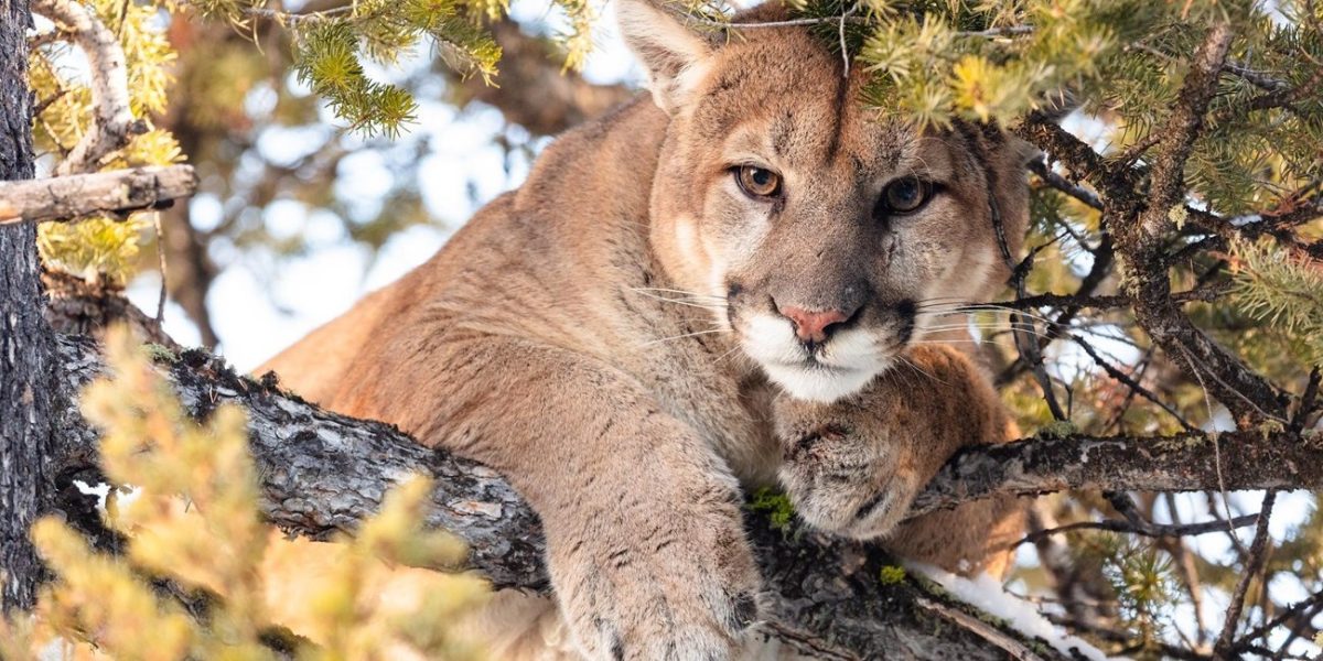 A female mountain lion relaxes in a coniferous tree at Glacier National Park in Montana. Colorado's mountain lions have reportedly been more active lately, which has led to more attacks. On January 1, this culminated in a person being killed by a mountain lion in Colorado for the first time in a quarter of a century. (National Parks Service, PD) 